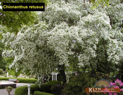 CHIONANTHUS retusus - Chinese Fringetree