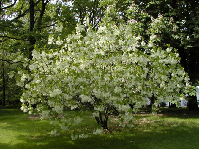 CHIONANTHUS virginicus - White Fringetree