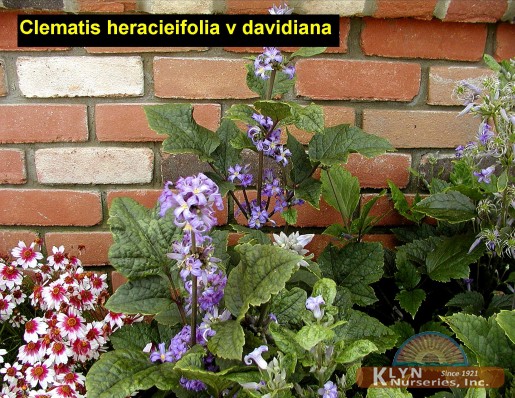 CLEMATIS heracieifolia v. davidiana - David Clematis