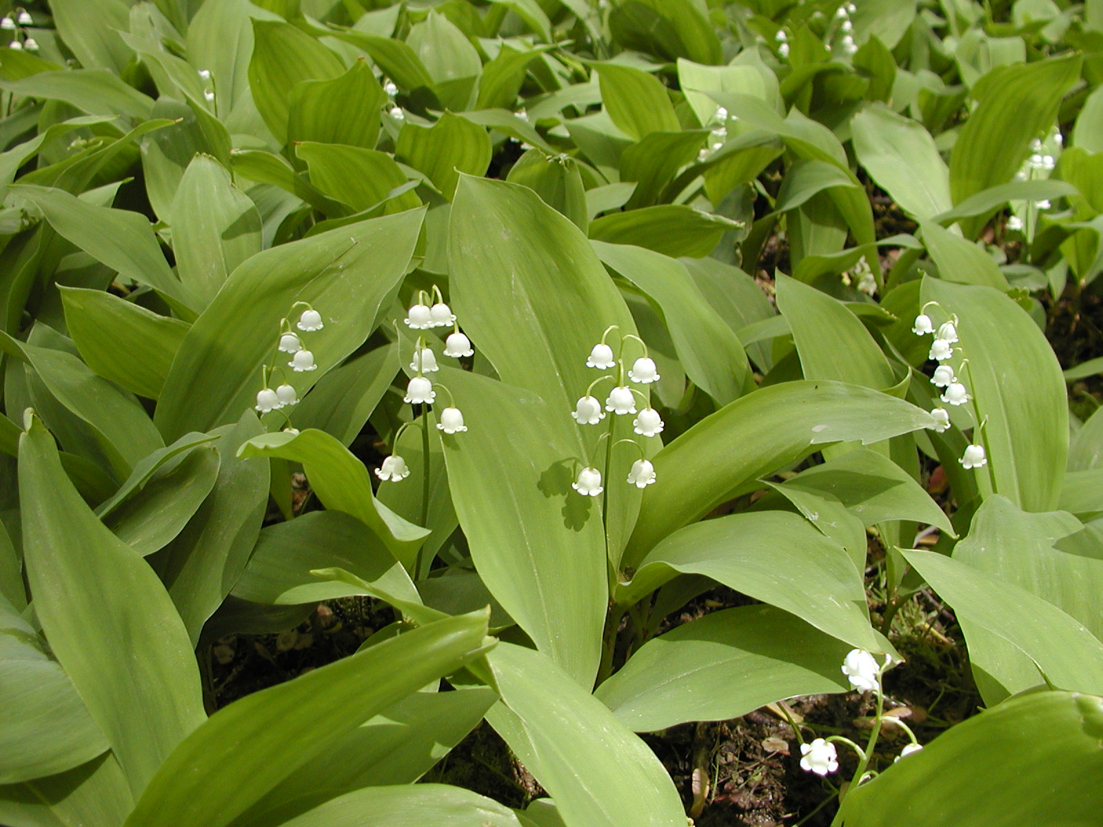 CONVALLARIA majalis - Lily-of-the-Valley