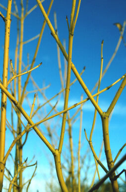 CORNUS alba 'Bud's Yellow' - Bud's Yellow Twig Dogwood