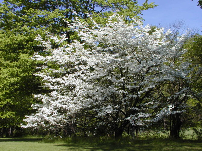 CORNUS florida - White Flowering Dogwood