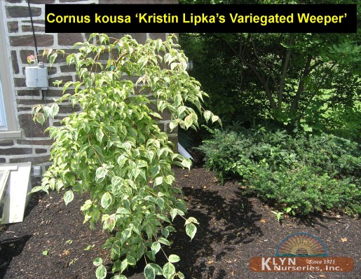 CORNUS kousa 'Kristin Lipka's Variegated Weeper' - Variegated Weeping Chinese Dogwood