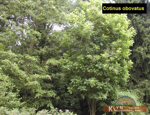 COTINUS obovatus - American Smoketree