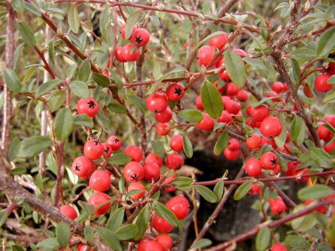 COTONEASTER dammeri 'Coral Beauty' - Coral Beauty Cotoneaster