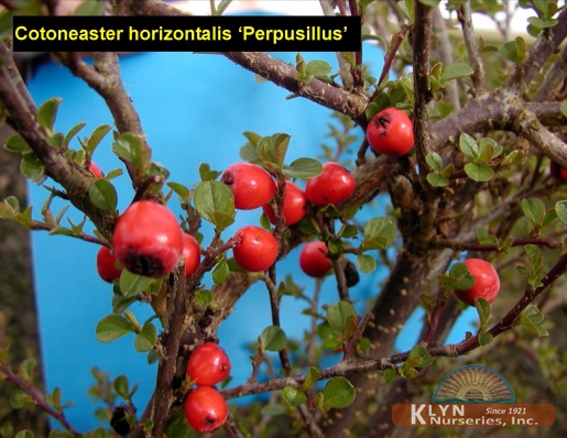 COTONEASTER horizontalis 'Perpusillus' - Rock or Ground Cotoneaster