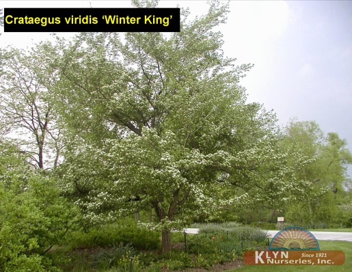 CRATAEGUS viridis 'Winter King' - Winter King Hawthorn
