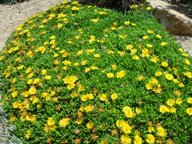 DELOSPERMA nubeginum - Yellow Ice Plant