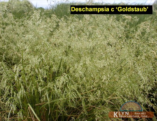 DESCHAMPSIA cespitosa 'Goldstaub' - Golden Hair Grass