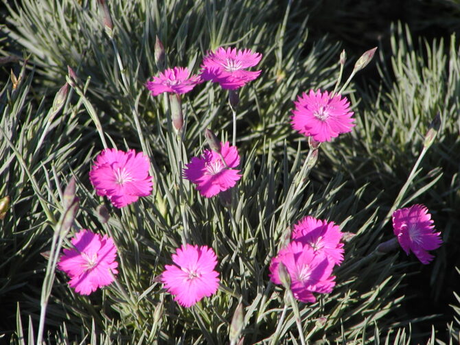 DIANTHUS gratianopolitanus 'Fire Witch' - Fire Witch Garden Pinks