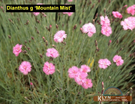 DIANTHUS gratianopolitanus 'Mountain Mist' - Mountain Mist Garden Pinks