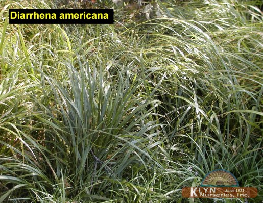 DIARRHENA americana - Beak Grass
