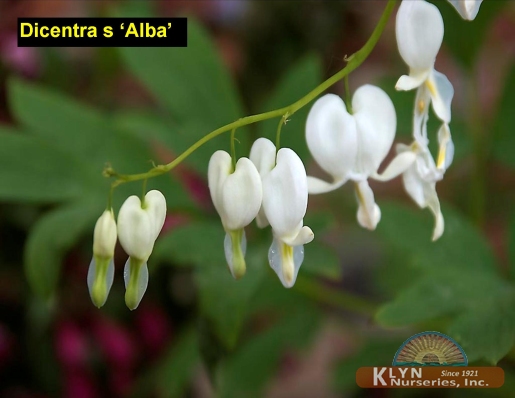 DICENTRA spectabilis 'Alba' - White Bleeding Heart