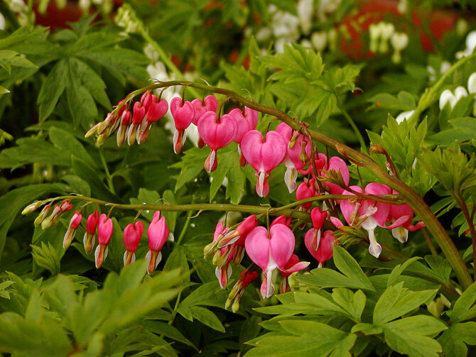 DICENTRA spectabilis - Old Fashioned Bleeding Heart