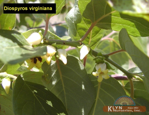 DIOSPYROS virginiana - Common Persimmon