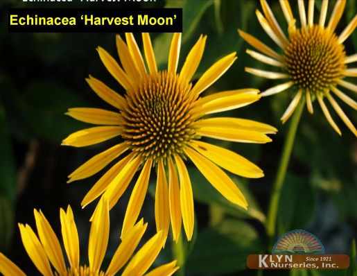 ECHINACEA Big Sky™ Harvest Moon - Harvest Moon Coneflower