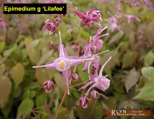 EPIMEDIUM grandiflorum 'Lilafee' - Lilac Fairy Barrenwort