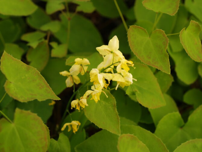 EPIMEDIUM pinnatum ssp. colchicum - Colchicum Barrenwort