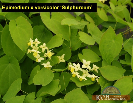 EPIMEDIUM x versicolor 'Sulphureum' - Yellow Barrenwort