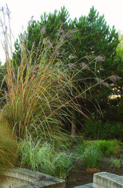 ERIANTHUS ravennae - Ravennae or Plume Grass