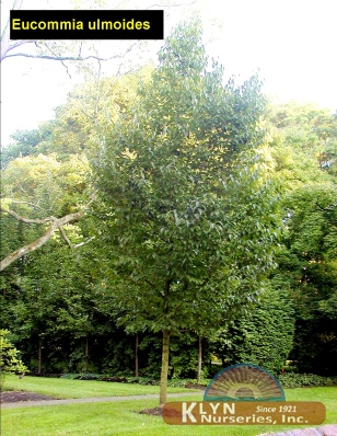 EUCOMMIA ulmoides - Hardy Rubber Tree