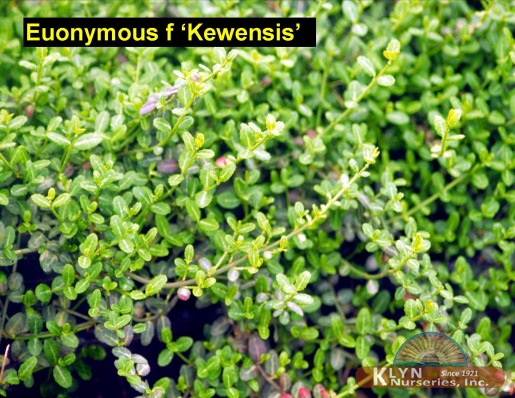 EUONYMUS fortunei 'Kewensis' - Kew Wintercreeper