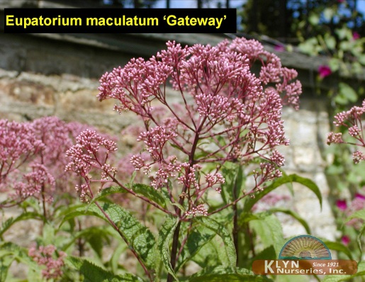 EUPATORIUM maculatum 'Gateway' - Gateway Joe Pye Weed