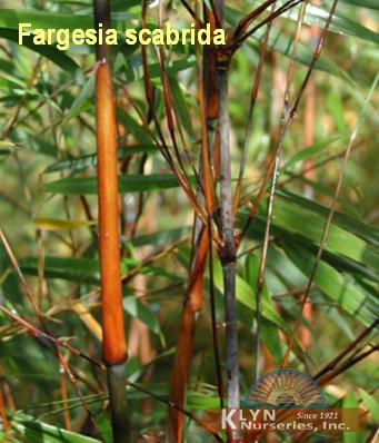 FARGESIA scabrida - Scabrida Bamboo