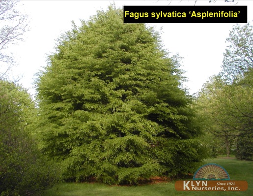 FAGUS sylvatica 'Asplenifolia' - Fernleaf Beech