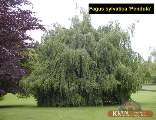 FAGUS sylvatica 'Pendula' - Weeping European Beech