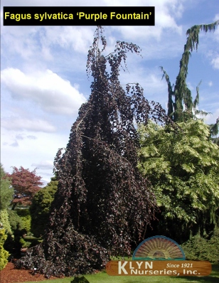 FAGUS sylvatica 'Purple Fountain' - Purple Fountain Weeping Beech