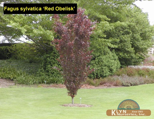 FAGUS sylvatica 'Red Obelisk' - Red Obelisk Beech