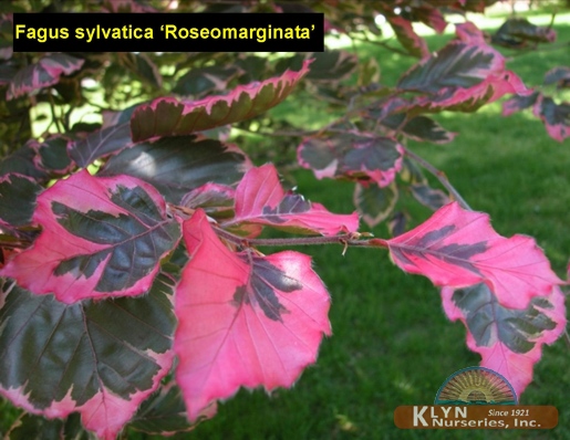 FAGUS sylvatica 'Roseomarginata' - Rosepink European Beech