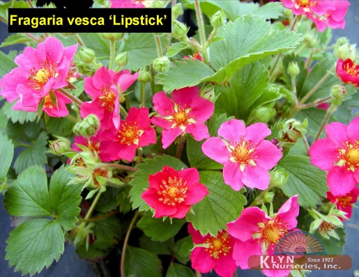 FRAGARIA vesca 'Lipstick' - Lipstick Strawberry