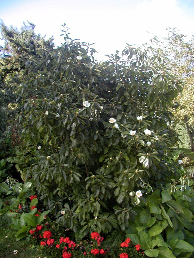 FRANKLINIA alatamaha - Franklinia or Franklin Tree