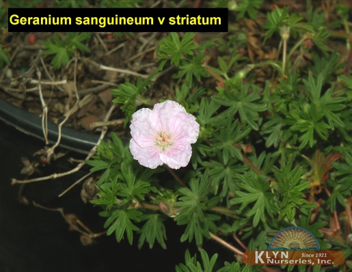 GERANIUM sanguineum v. striatum - Striatum Geranium