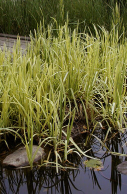 GLYCERIA maxima 'Variegata' - Variegated Manna Grass