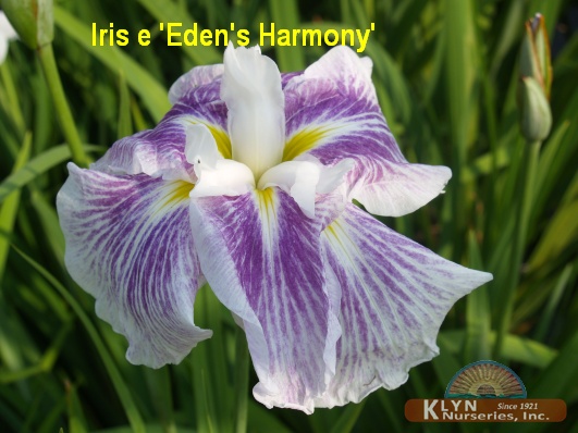 IRIS ensata 'Eden's Harmony' -  Japanese Iris