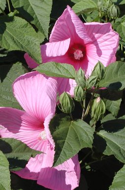 HIBISCUS moscheutos 'Super Rose' - Giant Hibiscus or Rose Mallow