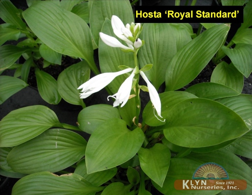 HOSTA 'Royal Standard' - Royal Standard Plantain Lily