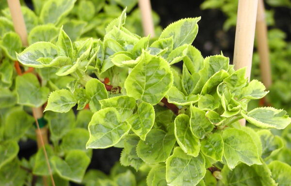 HYDRANGEA anomala subsp. petiolaris ‘Mirranda’