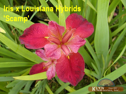 IRIS x Louisiana Hybrids 'Scamp' - Louisiana Iris