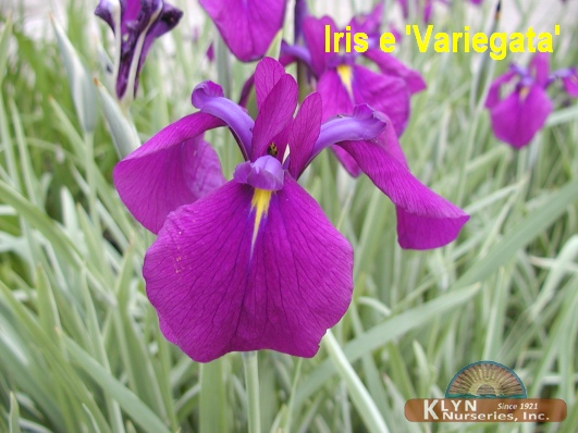 IRIS ensata 'Variegata' - Japanese Iris