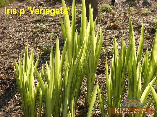 IRIS pseudacorus ' Variegata' - Variegated Water Iris