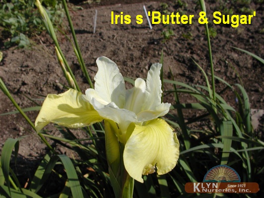 IRIS siberica 'Butter and Sugar' - Siberian Iris