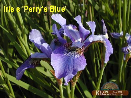 IRIS siberica 'Perry's Blue' - Siberian Iris