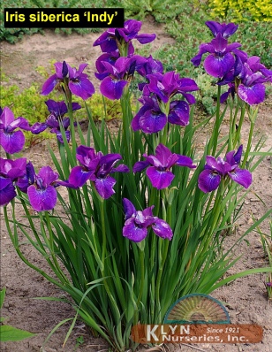 IRIS siberica 'Indy' - Siberian Iris