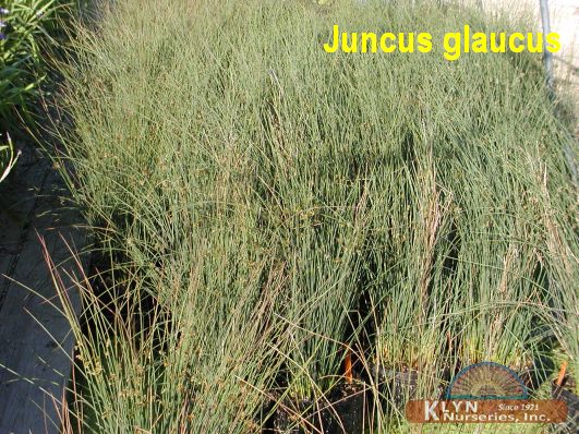 JUNCUS glaucus - Blue Rush