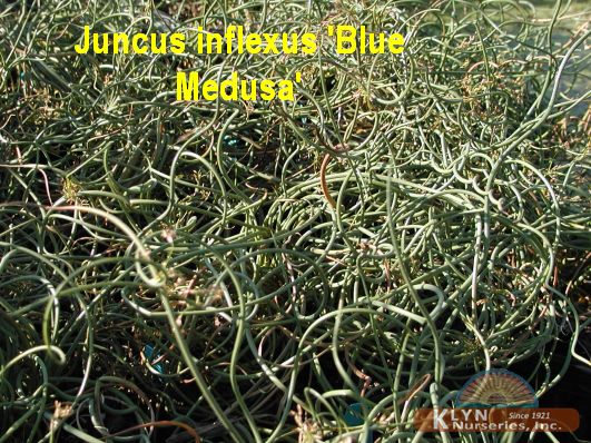 JUNCUS inflexus 'Blue Medusa' - Blue Medusa Rush