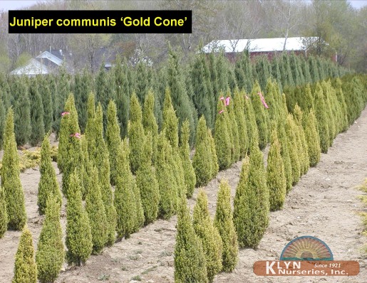 JUNIPERUS communis 'Gold Cone' - Gold Cone Juniper